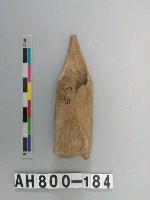 藏品(獸骨殘骸)的圖片